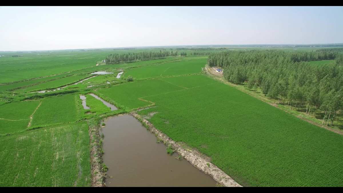 xiao nan 航拍非专业(斌哥稻地实景)