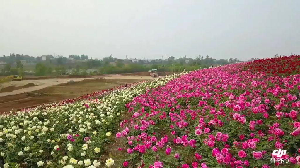 玫瑰莊園,位於龍泉山脈腳下青白江境內,原本種植了幾千畝的玫瑰和月季